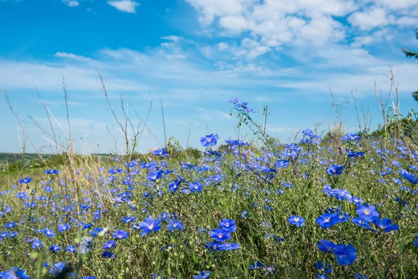 Flax growing in a meadow — Stock Photo, Image