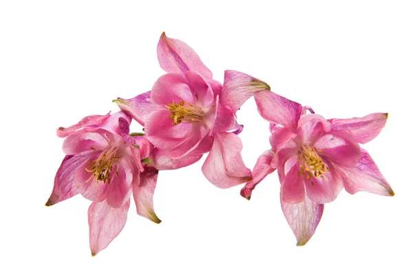 Aquilegia bloem geïsoleerd — Stockfoto