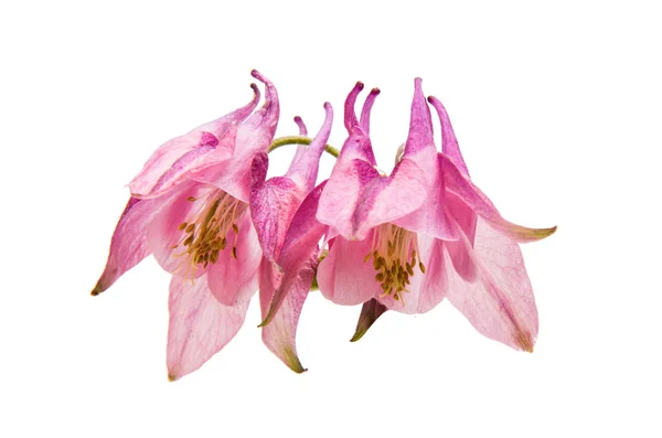 Aquilegia blomma isolerade — Stockfoto