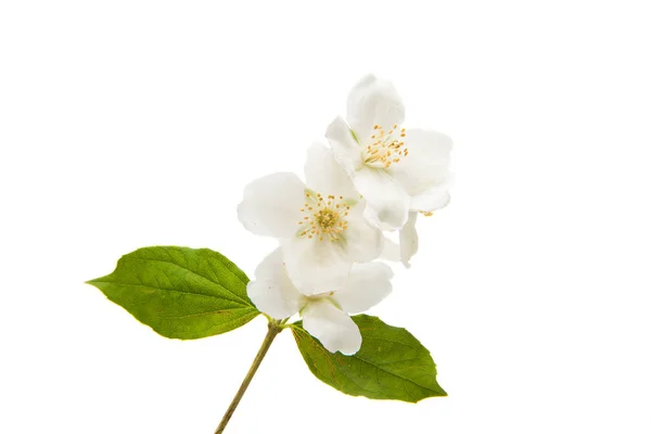 Strauß Jasminblüte — Stockfoto