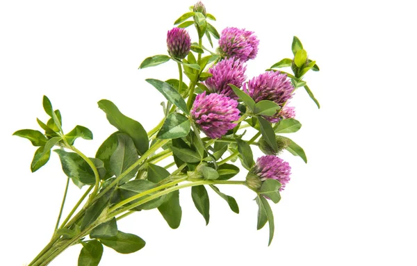 Red Clover (Trifolium pratense) isolated — Stock Photo, Image