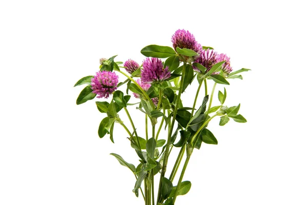 Vörös lóhere (Trifolium pratense) elszigetelt — Stock Fotó