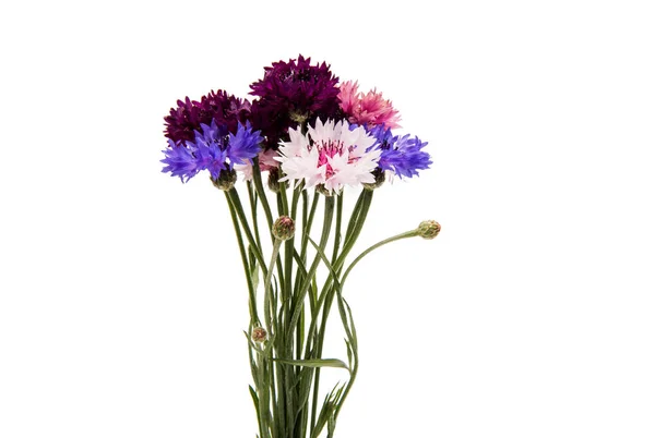 Cornflower beautiful isolated — Stock Photo, Image