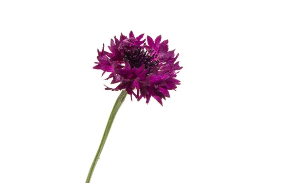 Cornflower hermoso aislado — Foto de Stock