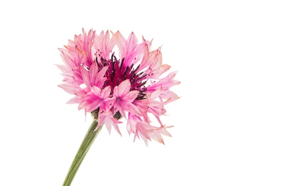 Peygamber Çiçeği güzel izole — Stok fotoğraf