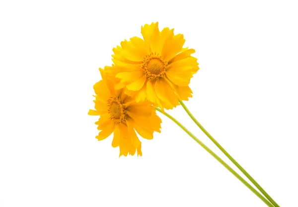 Flor amarilla coreopsis aislada —  Fotos de Stock