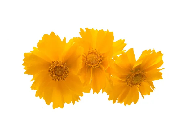 Gelbe Blütencoreopsis isoliert — Stockfoto