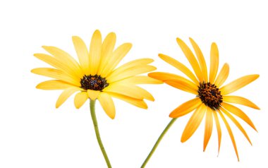 İzole Cape papatyalar 