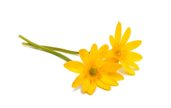 Gelbe Frühlingsblume isoliert — Stockfoto