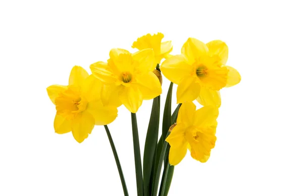 Narciso buquê amarelo isolado — Fotografia de Stock