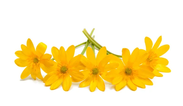 Flor amarela primavera isolada — Fotografia de Stock