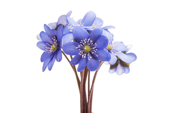 Hepatica Nobilis - first Spring blue flower — Stock Photo, Image