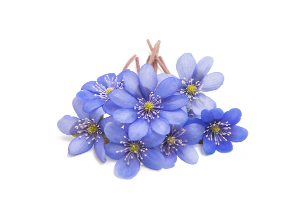 Hepatica Nobilis - first Spring blue flower — Stock Photo, Image