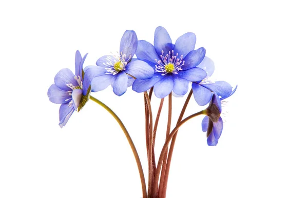 Hepatica Nobilis - primera flor azul de primavera —  Fotos de Stock