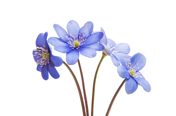 Hepatica Nobilis - first Spring blue flower — Stock Photo, Image