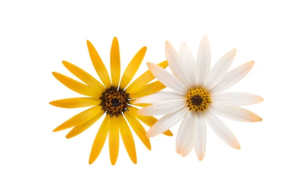 Cape daisies isolated — Stock Photo, Image