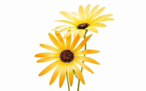 Cape daisies isolated — Stock Photo, Image