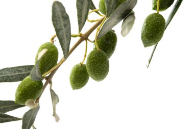 yapraklar yeşil zeytin 