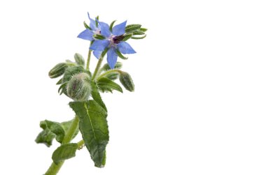 Hodan çiçeği izole 