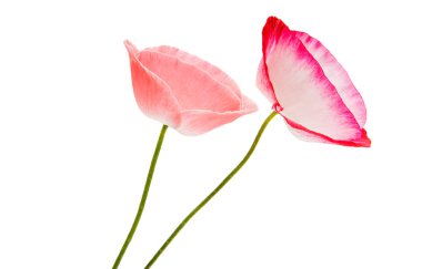 Güzel haşhaş izole 