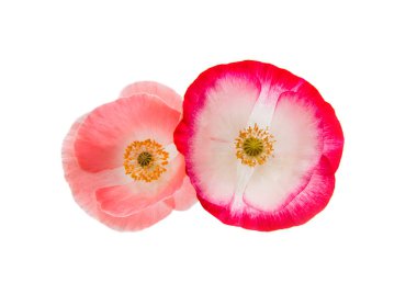 Güzel haşhaş izole 