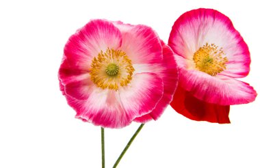 Güzel haşhaş izole 