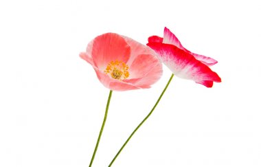 Güzel haşhaş izole 