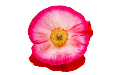 Güzel haşhaş izole 