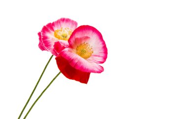 Güzel haşhaş izole 