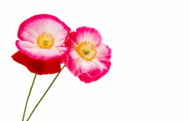 Güzel haşhaş izole 