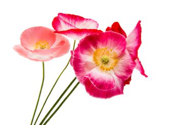 Güzel haşhaş izole 