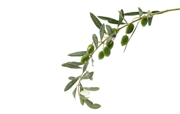 Groene olijven met bladeren — Stockfoto