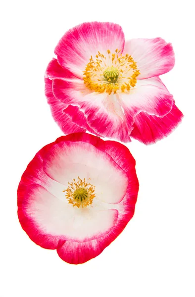 Beautiful poppy isolated — Stock Photo, Image