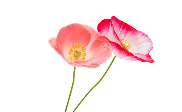 Beautiful poppy isolated — Stock Photo, Image