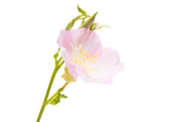 Ebegümeci Pembe çiçek 