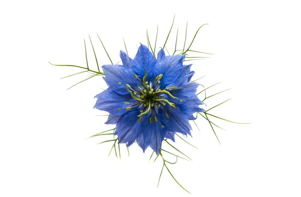 NIGELLA blue flower — Stock Photo, Image