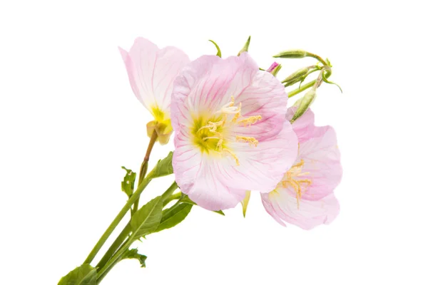 Kwiat malwy różowy — Zdjęcie stockowe