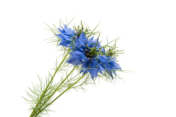 Çörek otu mavi çiçek — Stok fotoğraf