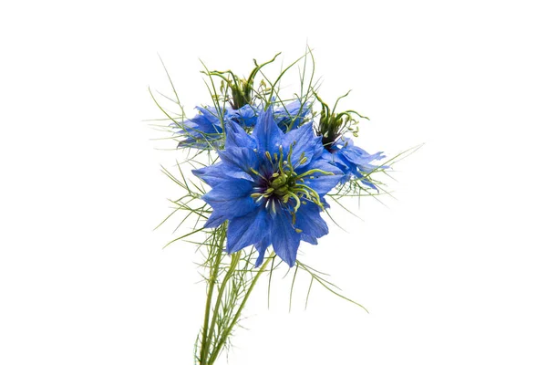Çörek otu mavi çiçek — Stok fotoğraf