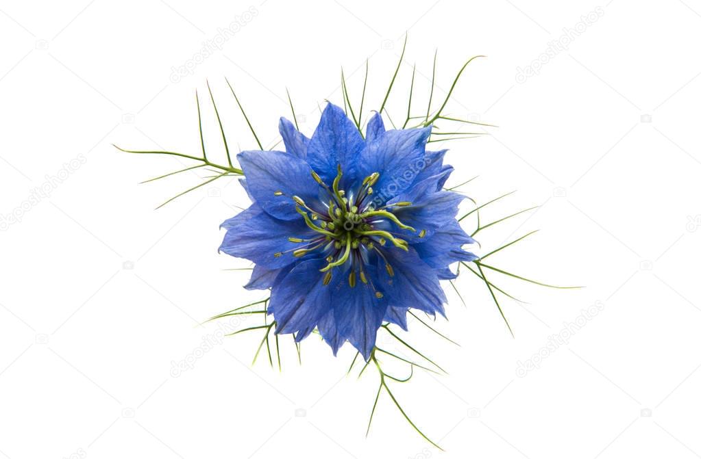 NIGELLA blue flower