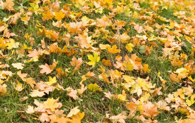 Sonbahar yaprakları çimenlerin üzerinde arka plan