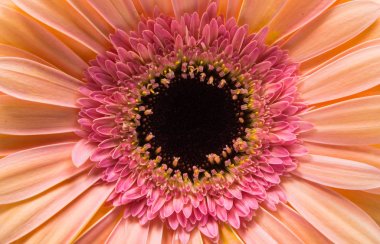 pembe gerbera çiçek