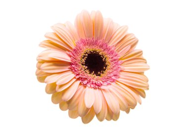 pembe gerbera çiçek