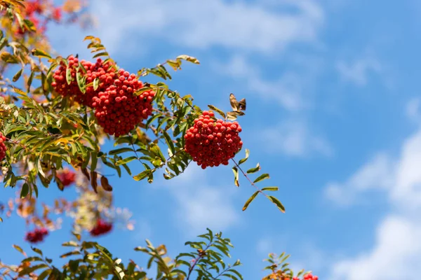 集群的红色 ashberry — 图库照片