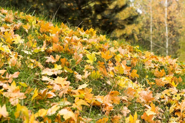 Contexte des feuilles d'automne sur l'herbe — Photo