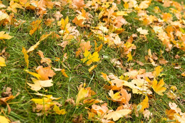 Pozadí podzimní listí v trávě — Stock fotografie