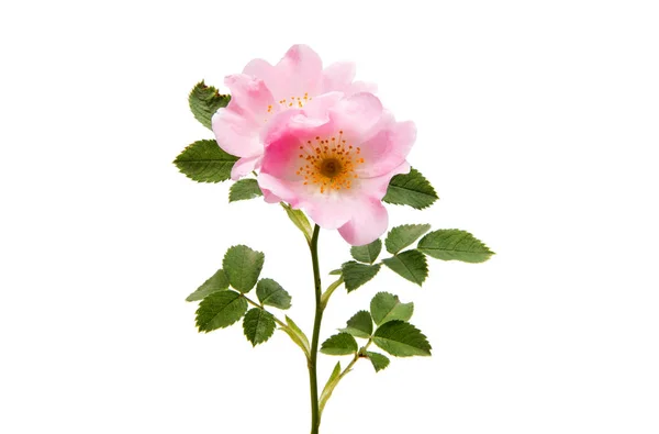 Flor de rosa silvestre aislado —  Fotos de Stock