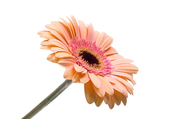 Flor de Gerbera rosa — Fotografia de Stock