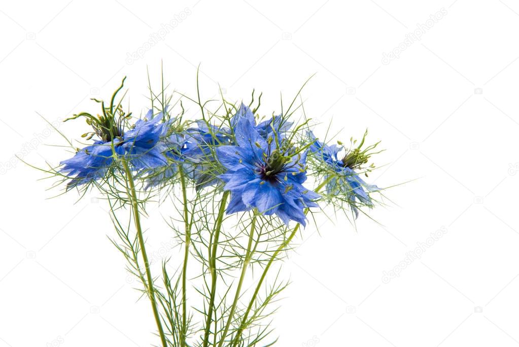NIGELLA  blue  flower