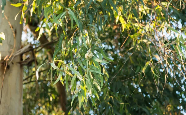Aromatyczne zielone drzewo eukaliptusa — Zdjęcie stockowe